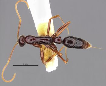 Media type: image;   Entomology 35862 Aspect: habitus dorsal view